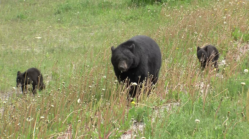 Black bear with two cubs (Ursus americanus) 1